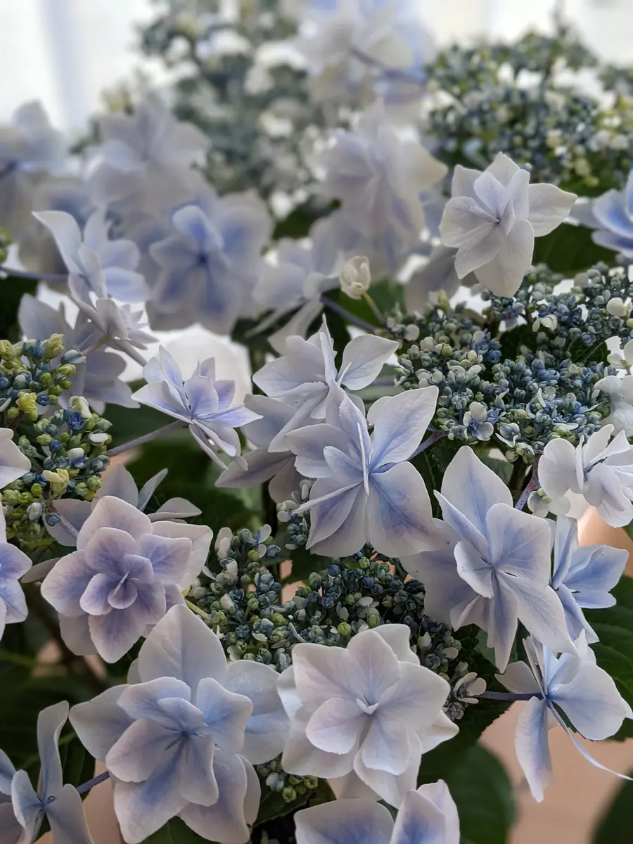 大人気定番商品 専用 紫陽花 銀河 万華鏡 4号鉢 そこはかとなく 落葉樹