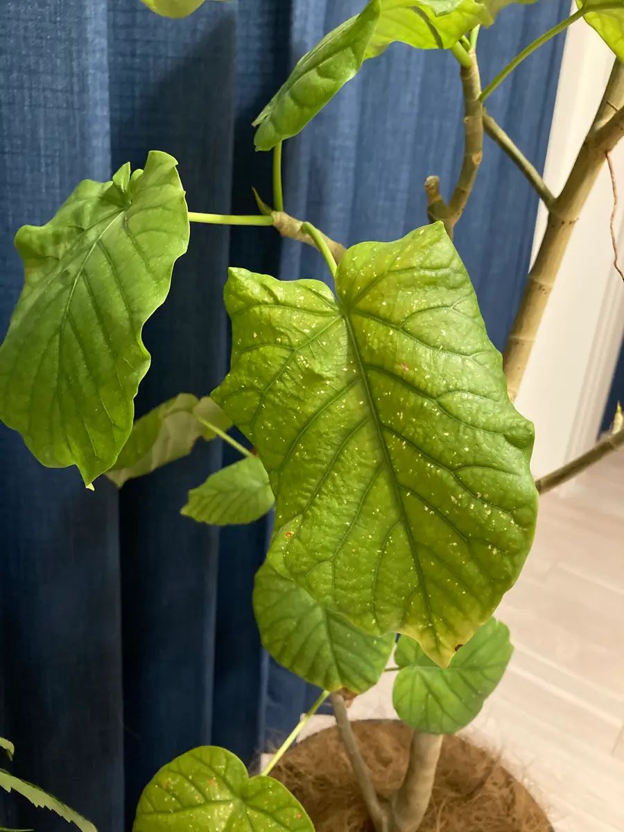 ウンベラータについて教えてください。2年前に購入しました