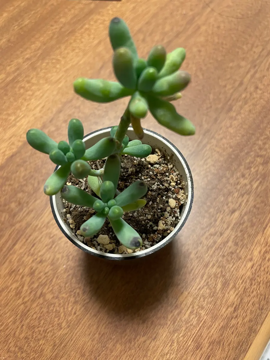 Top【選抜株】多肉植物　24932ダークナイト 9個　鉢無し/脱土 多肉植物 ☆ ブラックナイト 抜き苗 多肉植物 多肉園Le lien（ル