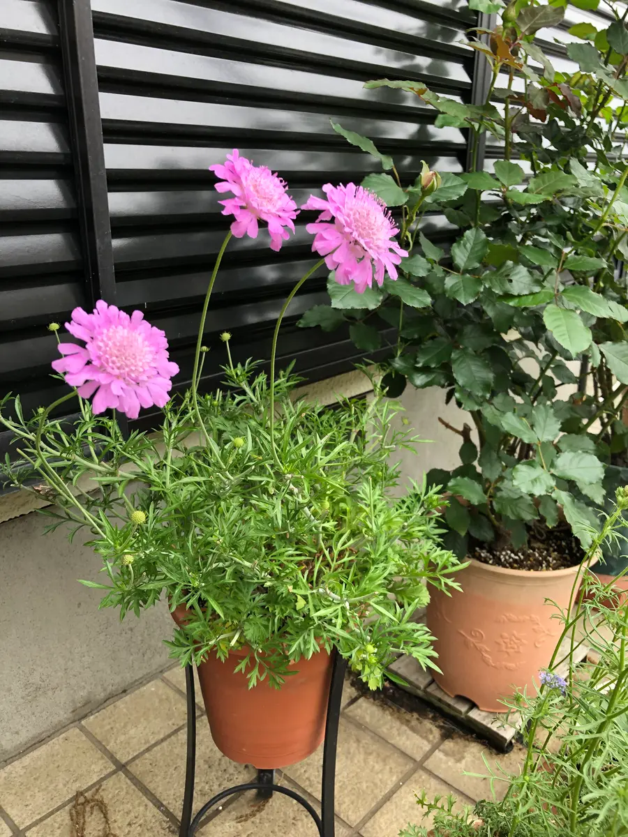 鉢植えのスカビオサです。花がもうすぐ咲き終わります。これ｜園芸