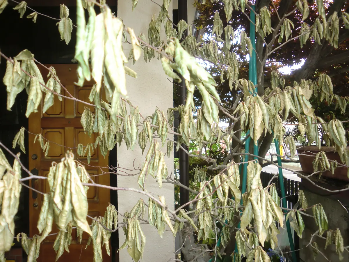 ブナの盆栽幹10cm高さ120cm、購入して5年ぐらい水やりだけ