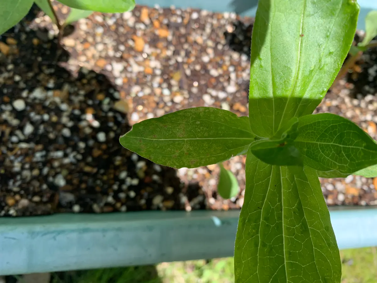 百日草の葉がまだら模様になっています。写真中央に写っている