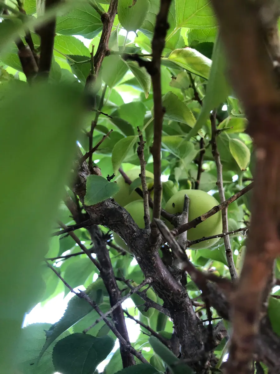 梅 収穫 早 すぎ
