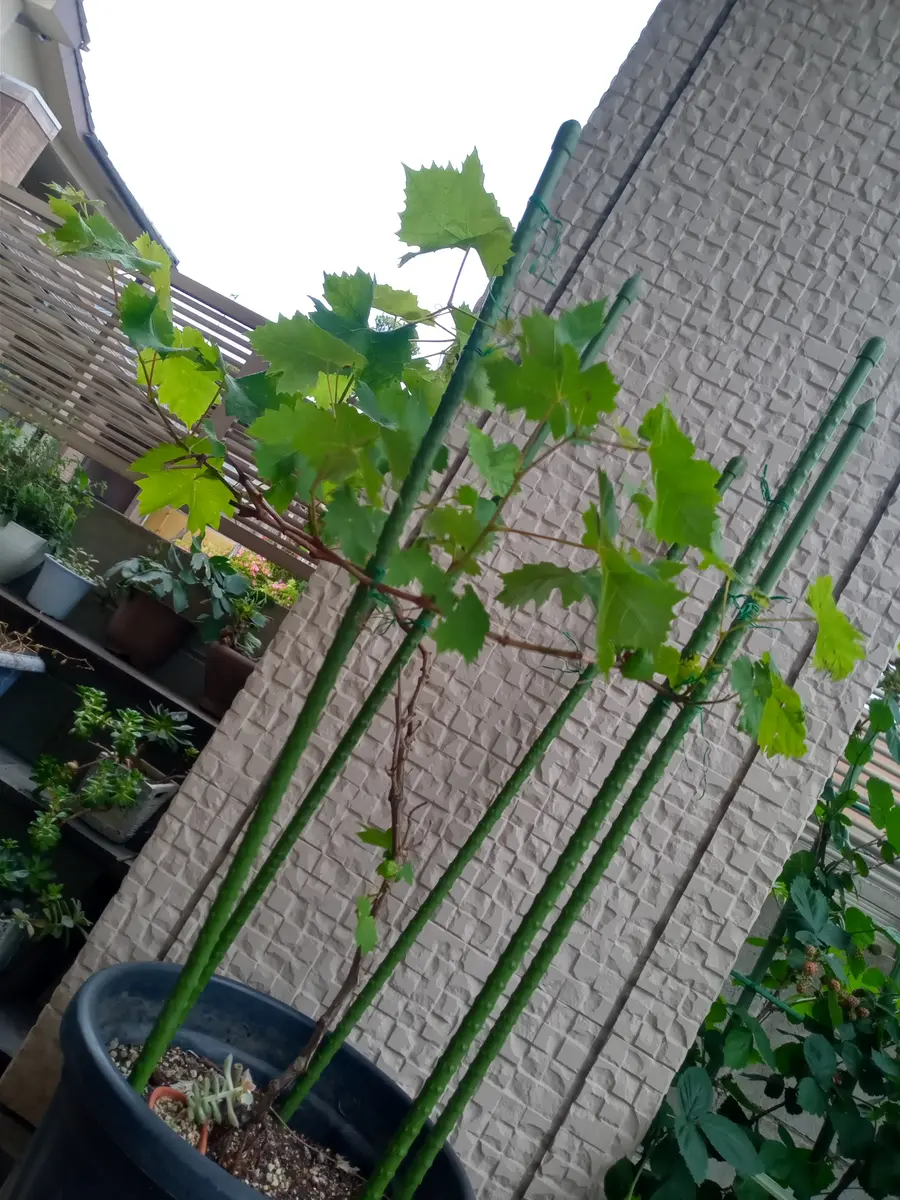 購入して5年くらいのシャインマスカットです。鉢植えです。去