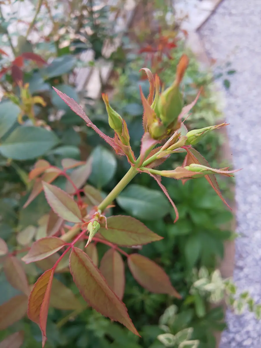 紫の薔薇 実物 見ごたえあります 3つの蕾 1つ目開花始まりました!!!! 【