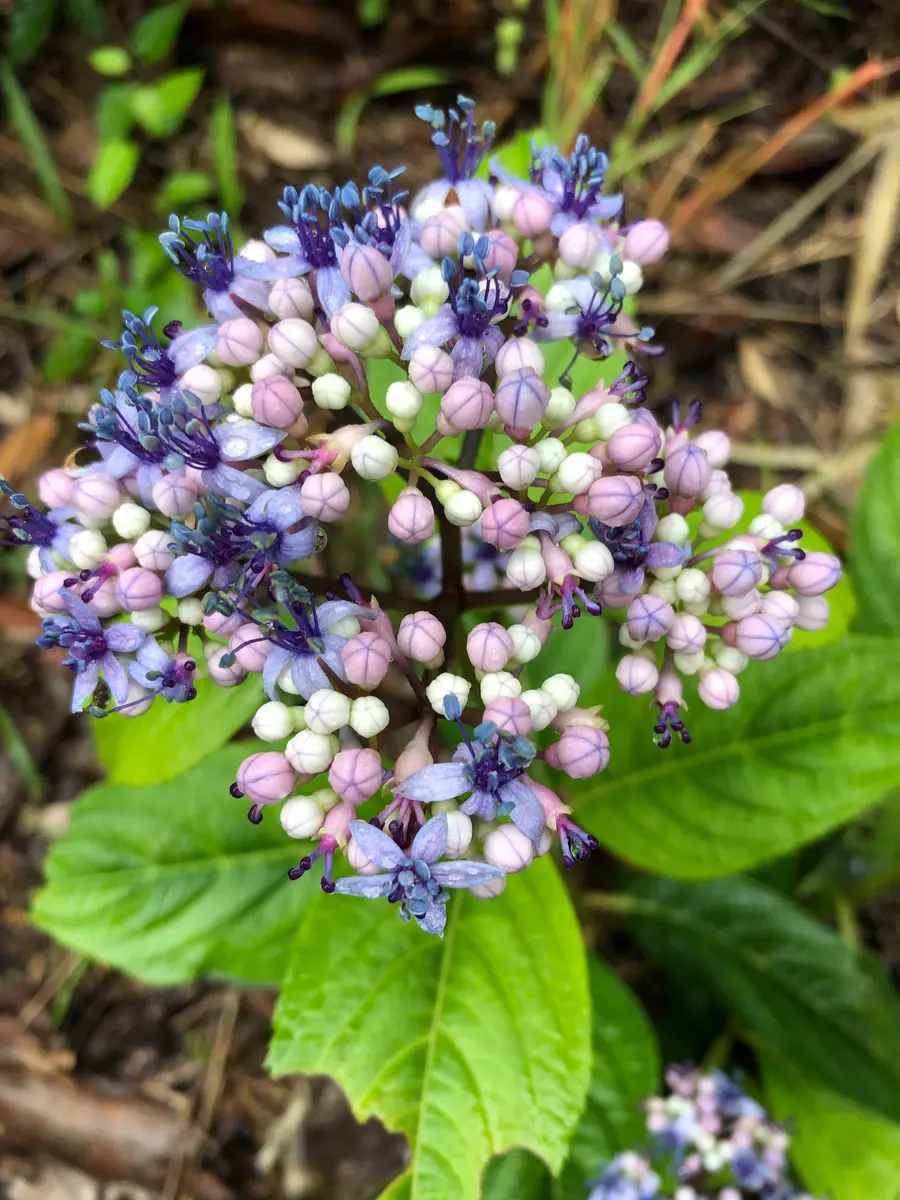 度々お世話になります❣️紫陽花の名前を教えてくさい。挿木をし