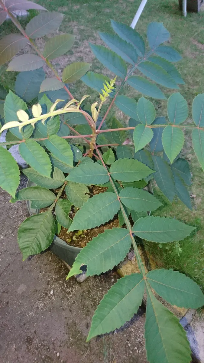 教えて下さいこれは何の木でしょうか拾ったクルミを植えた鉢｜園芸