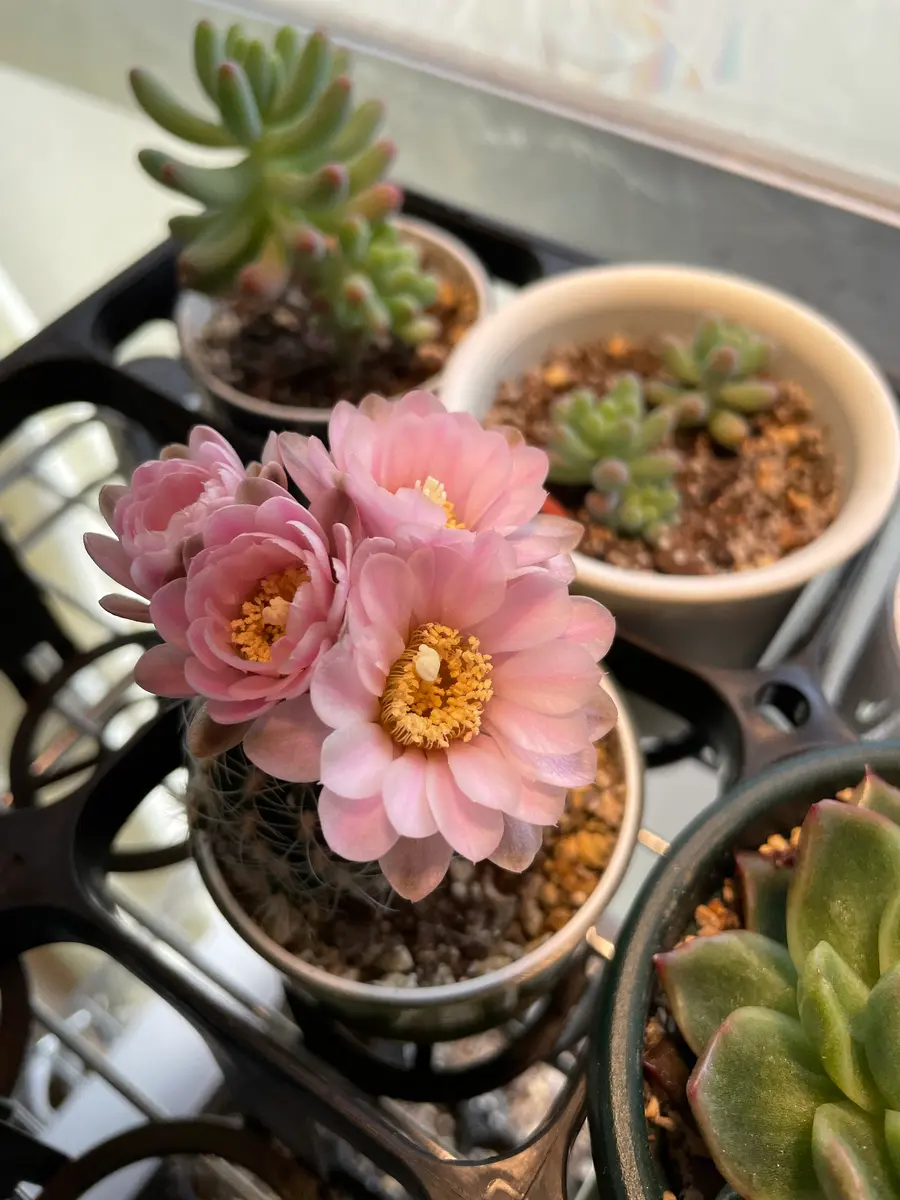 サボテンの名前を教えてください。一枚目の写真のピンクの花が