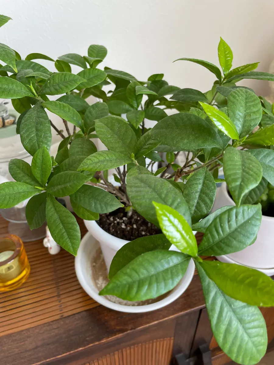 はじめまして。去年クチナシの鉢植えを購入したのですが、去年