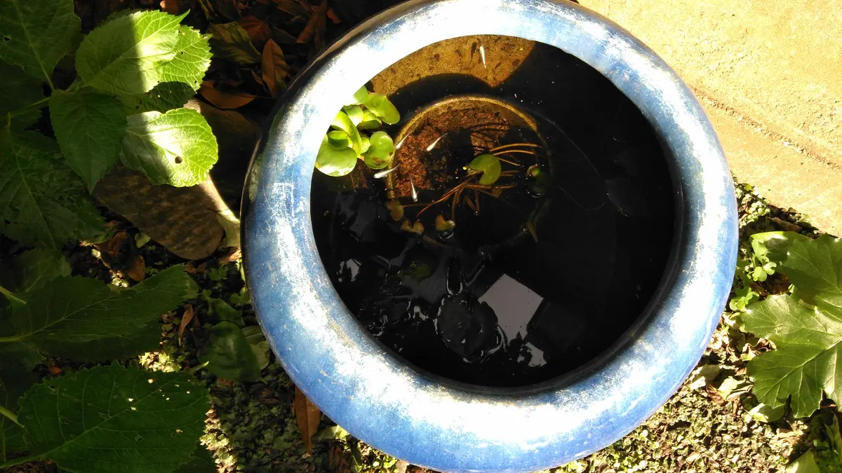 古い火鉢にメダカとハスを同時に育てています。メダカに害のな 