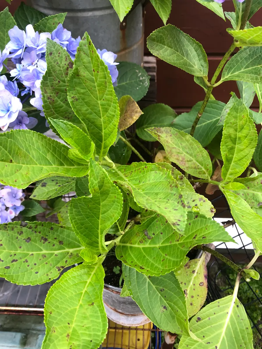 紫陽花 黒い 斑点