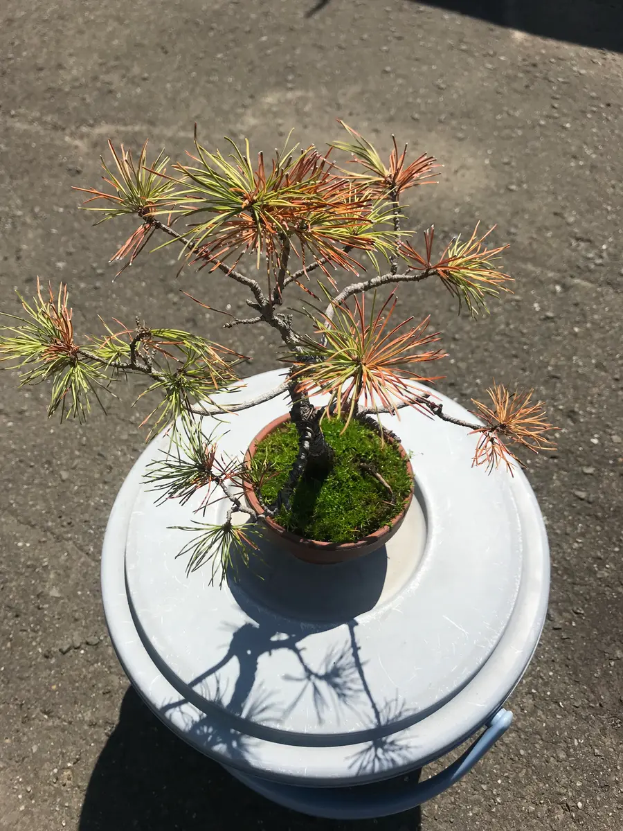 二週間ほど前から、五葉松の葉先が茶色くなり、変色が段々と広