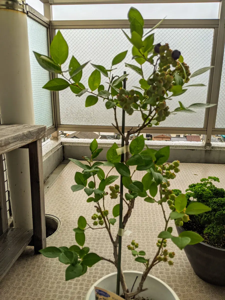 ブルーベリー10年生。かなり大きくなりました。 ブルーベリー10年生。かなり大きくなりました。 【これが答え】鉢で約