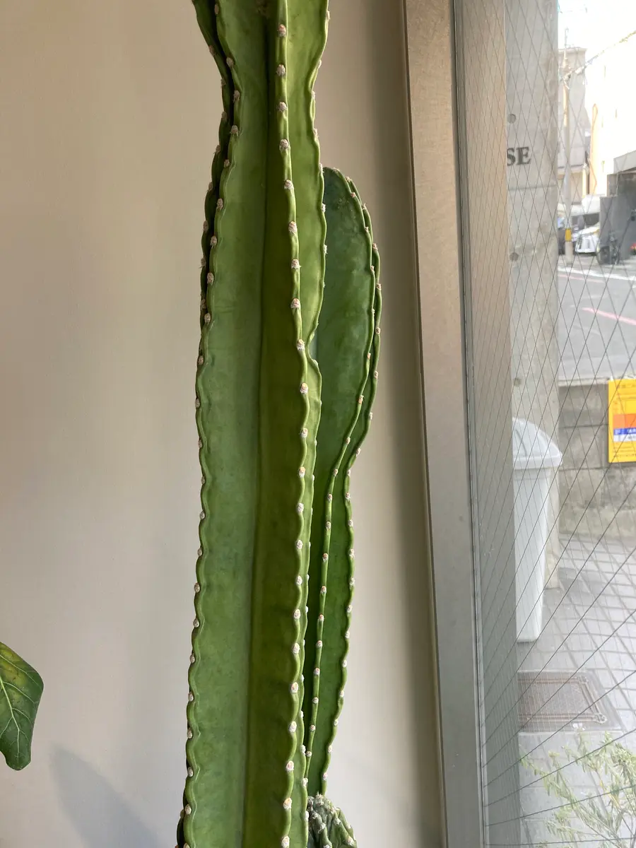 友人に頂いたサボテンです。名前はわかりません。3年ほどにな