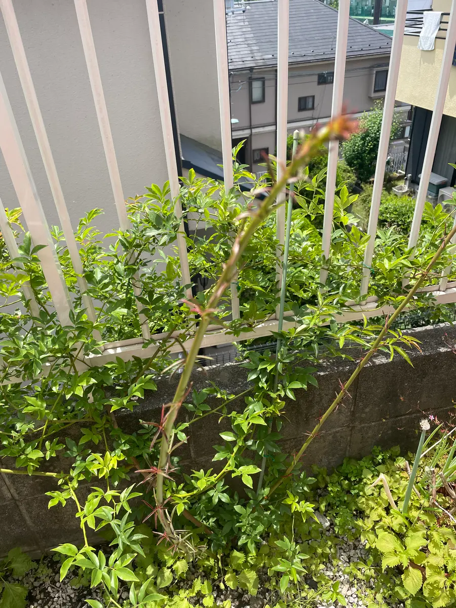 56.木香薔薇モッコウバラ抜き苗