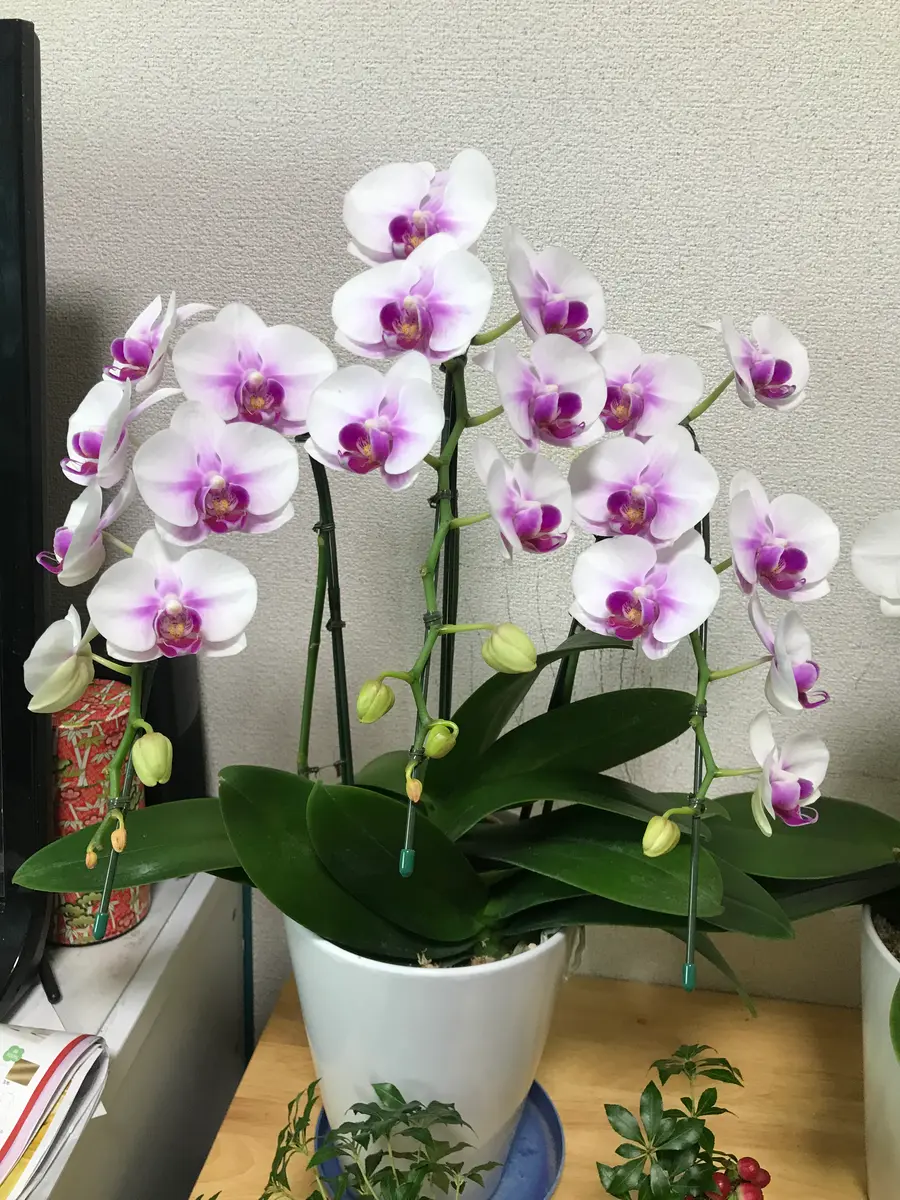 ファレノプシス 胡蝶蘭 紫色 全開花　2株　9/21撮影 ファレノプシス 胡蝶蘭 紫色 つぼみ付き 2株 9/16撮影