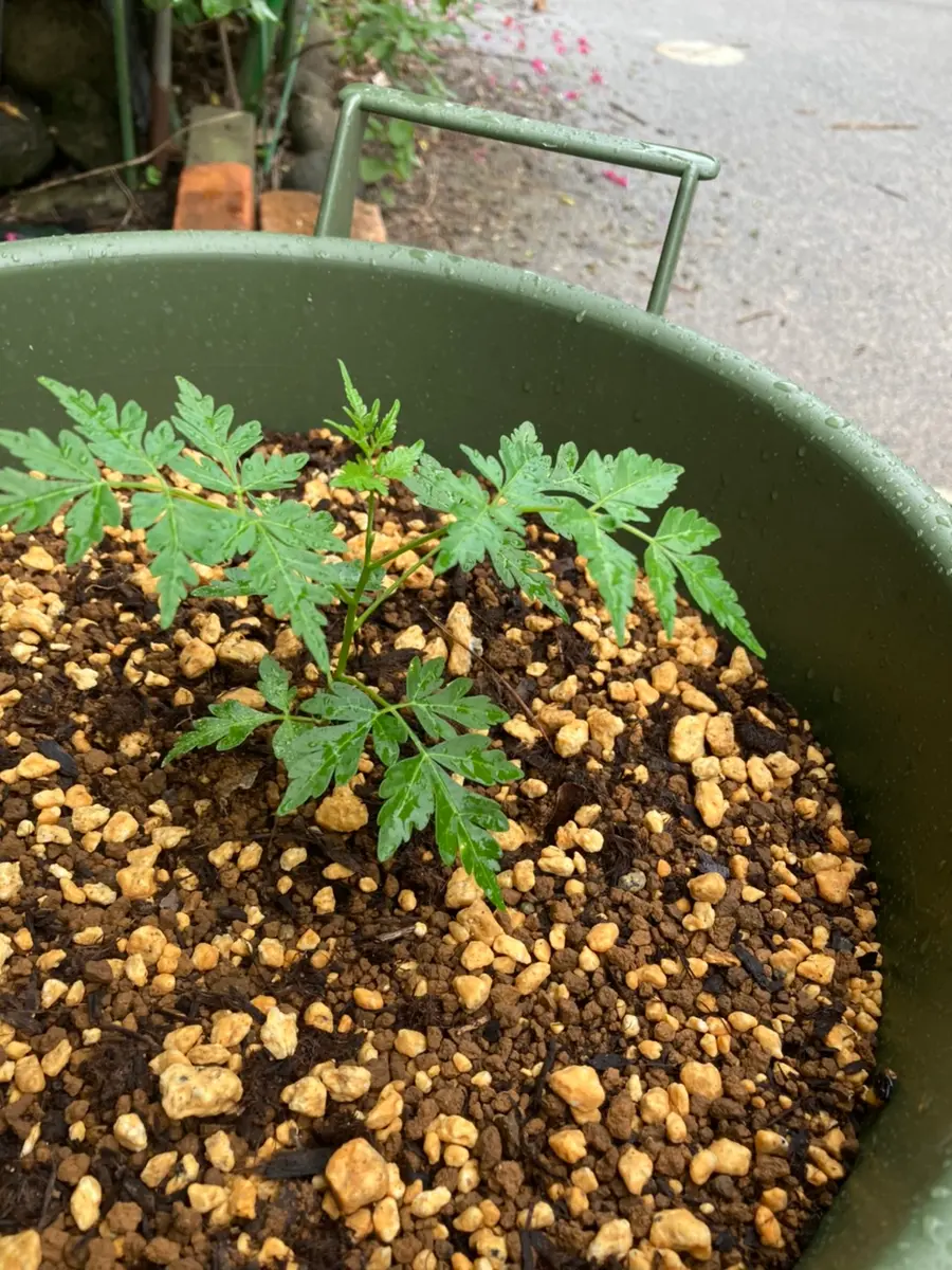 センダン(栴檀)の木、苗