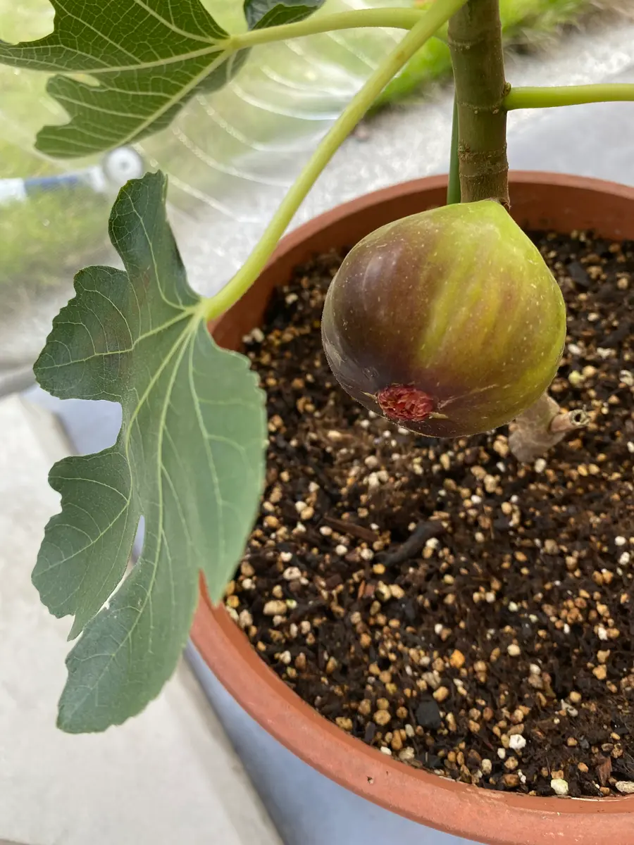 イチジク(無花果蓬莱柿)極太幹の大株苗 無農薬 無花果 ✳︎ イチジク