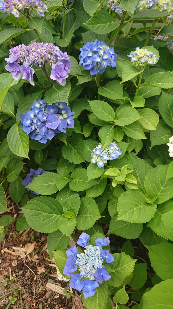 昨年末に紫陽花の剪定をしたのですが今年1つの株にガクアジサ