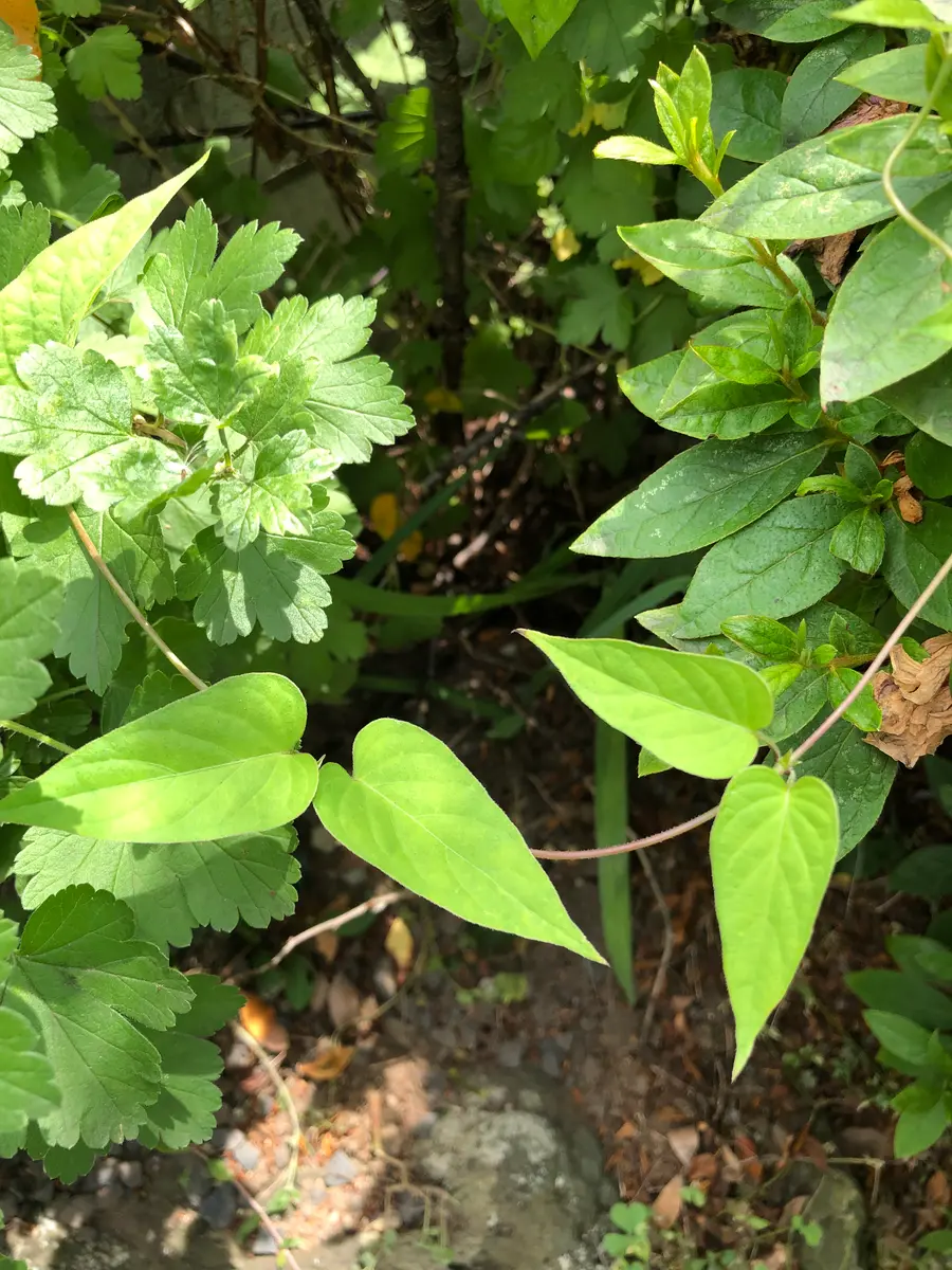 とげのある蔓の見分け方