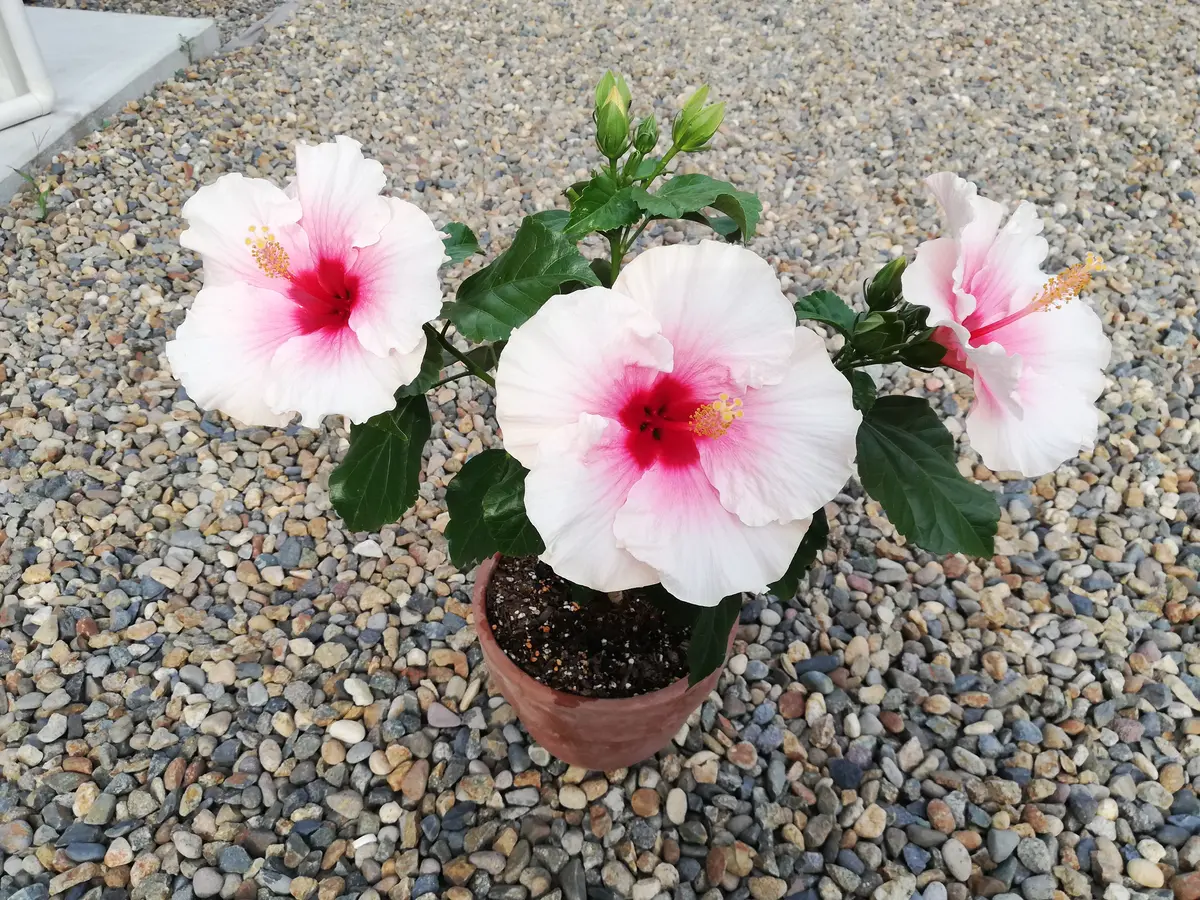 先月中旬に買ったハイビスカス グレイス です。花は元気に咲 先月中旬に買ったハイビスカス グレイス です。花は元気に咲