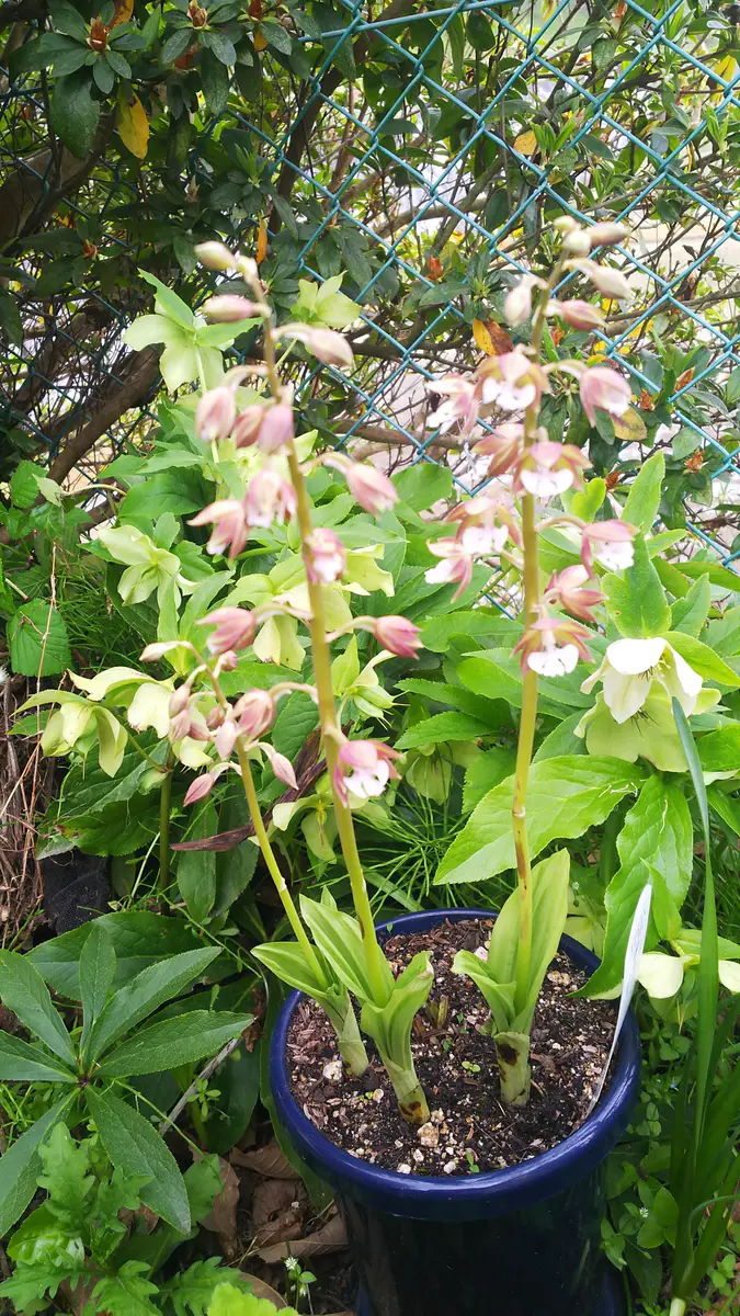 エビネ - 蘭裕園 | えびね蘭 山野草エビネラン 新・花と緑の詳しい図鑑