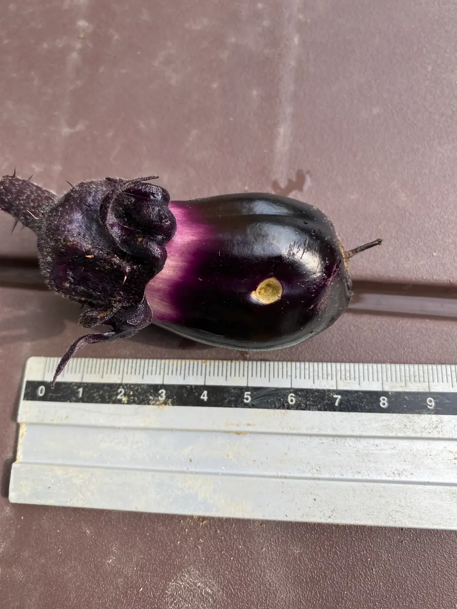 img_cache_q_12216_1_1624143904