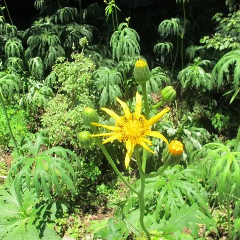 今日、山道で見かけた野草です大きな切れ込みのある葉っぱで