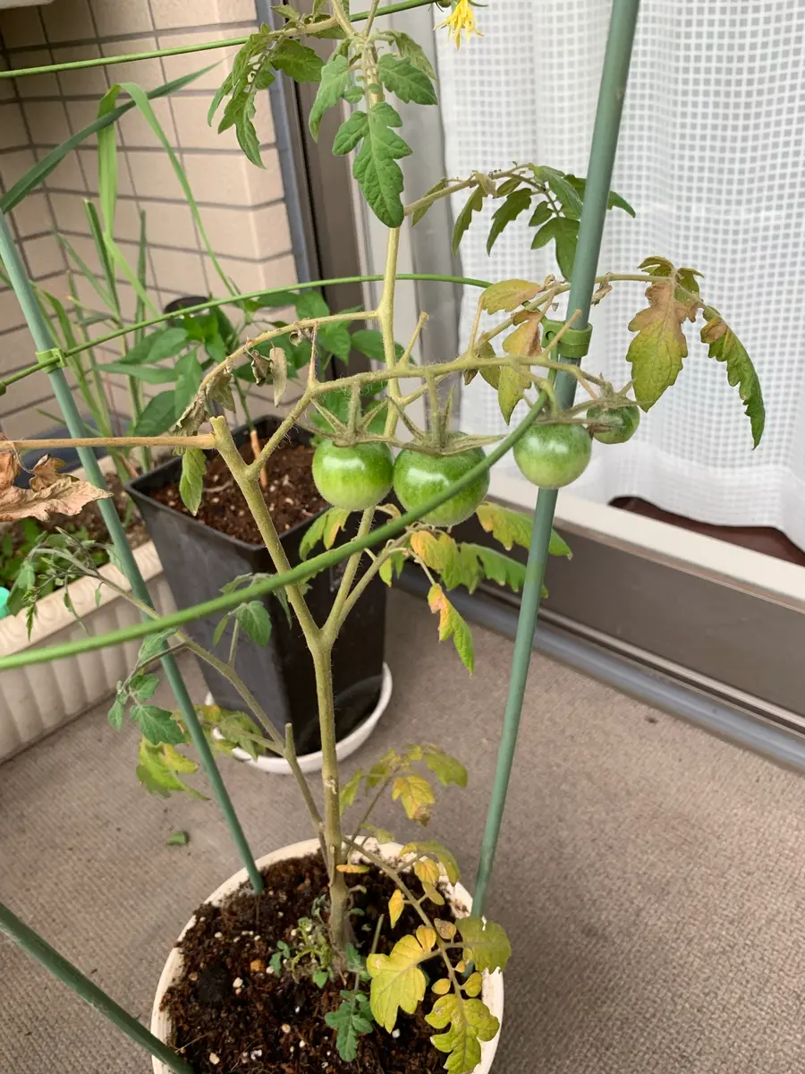 こんばんは。トマトの葉黄色になり、原因よくわからないので教