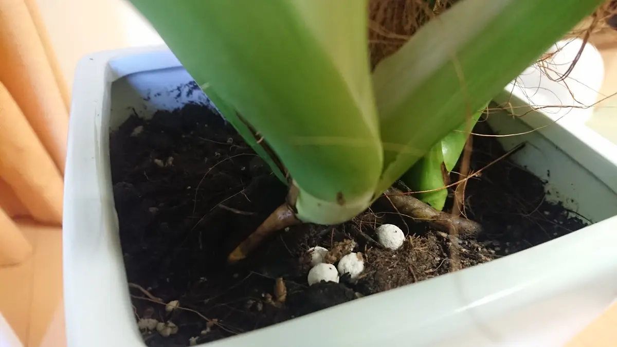 2週間ほど前に、園芸店で観葉植物のモンステラを買いました。最