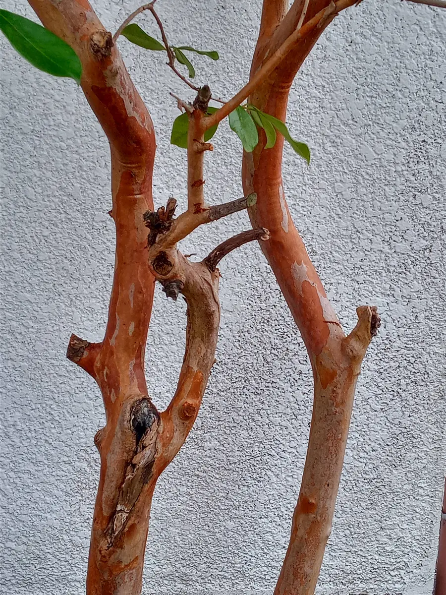 質問です。この木はなんの木でしょうか？大粒の梅くらいの実｜園芸