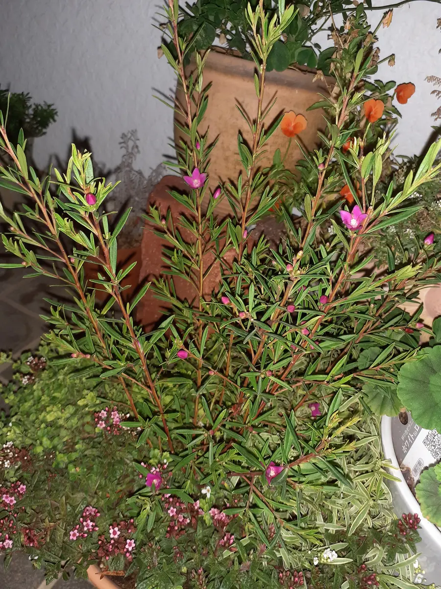 エリオステモン 挿し木苗 【公式通販】