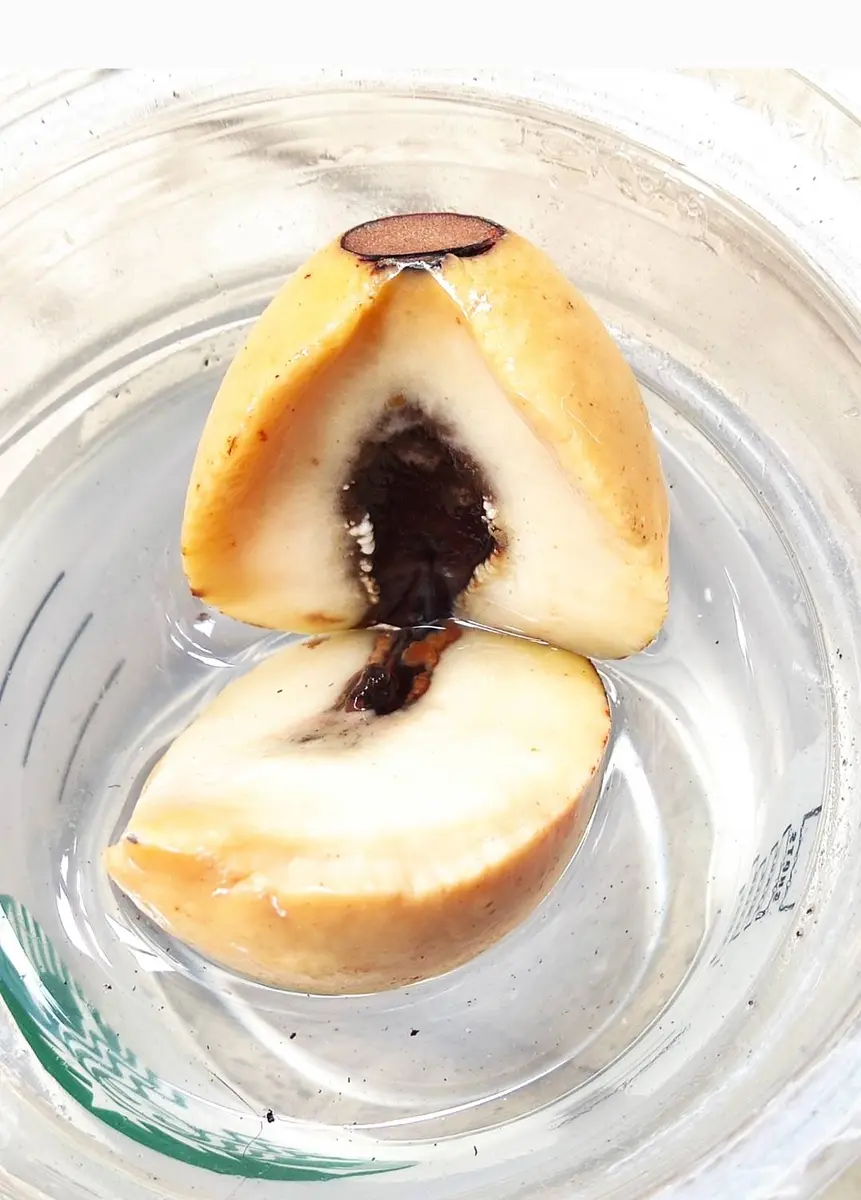 アボカドの水栽培です。5月末からスーパーのアボカドの種を育｜園芸