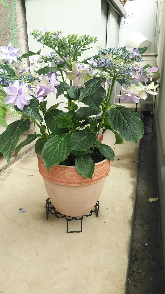 今年、買った鉢植えの紫陽花、ダンスパーティーです。もう花が
