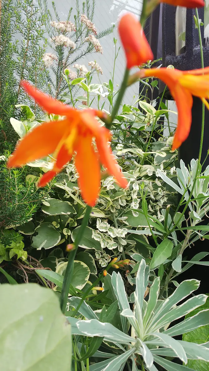 友人から頂いた植物ですが、5年目でようやく花が咲きました