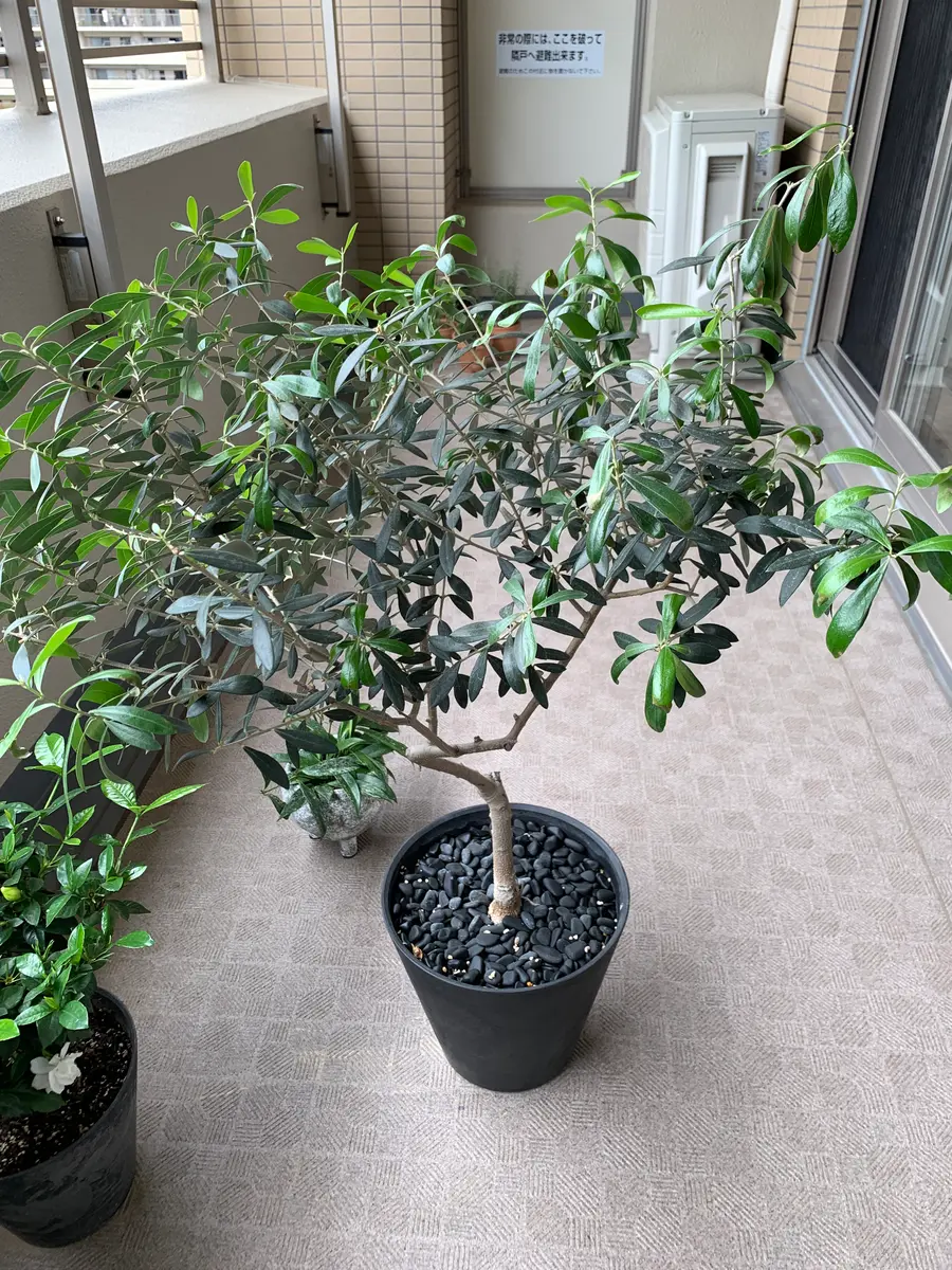 斑入りオリーブ 鉢物 斑入りオリーブ 大苗