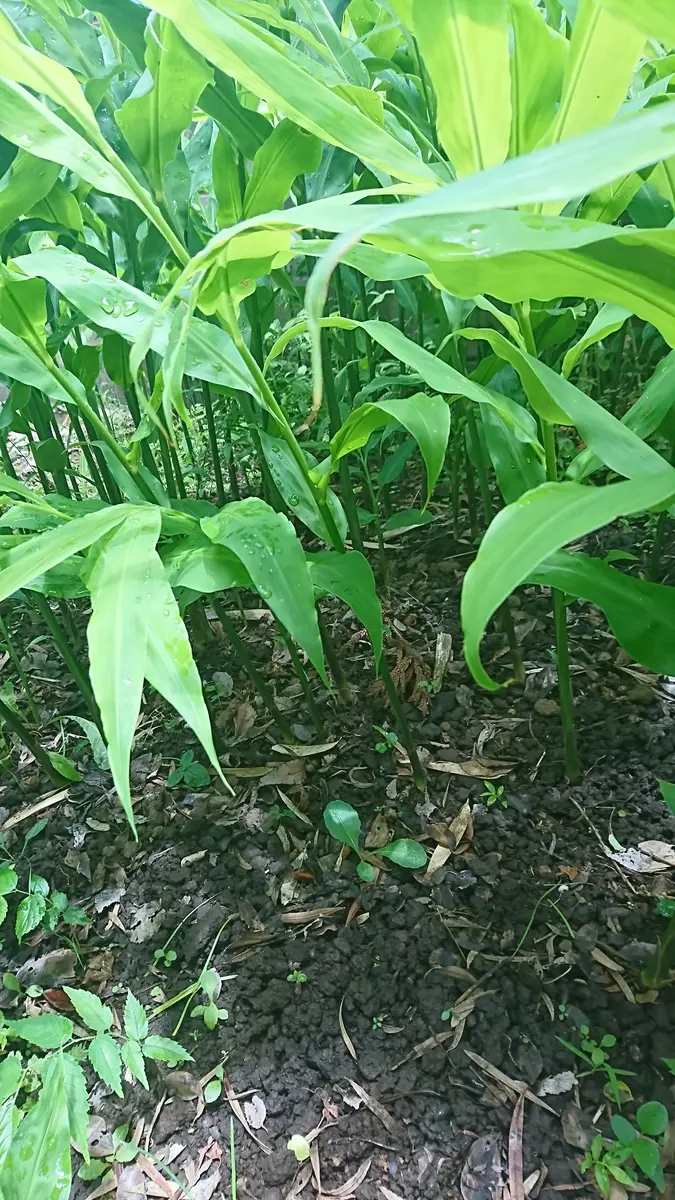 庭の日陰の場所に、5月頃から出てきた葉っぱが、うっそうとし