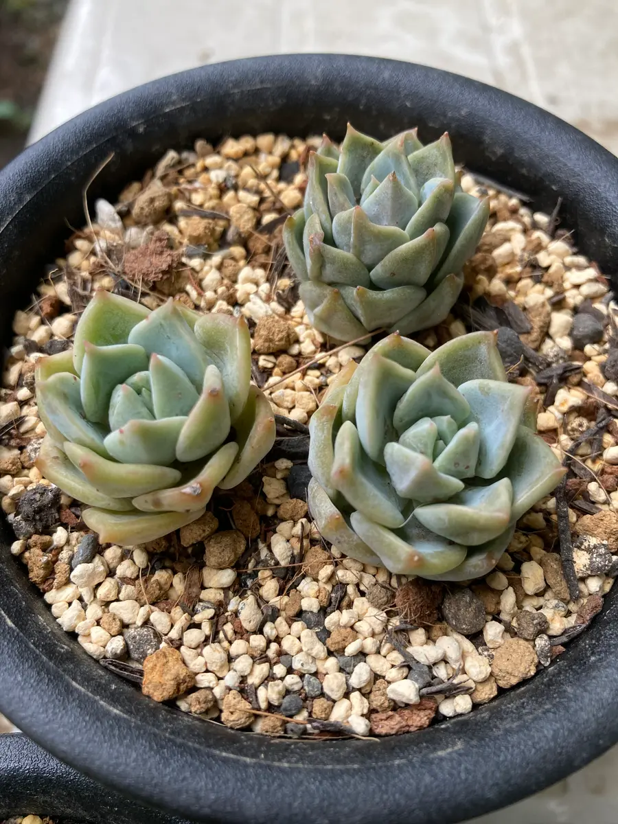 今年から始めた多肉初心者です。4月始めにカット苗で白牡丹を購