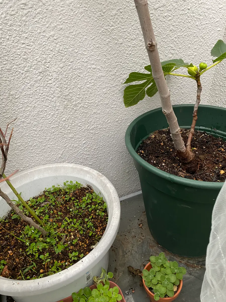 確認用　イチジク　ブルーベリー　バラ 確認用 イチジク ブルーベリー バラ 確認用 イチジク ブルーベリー