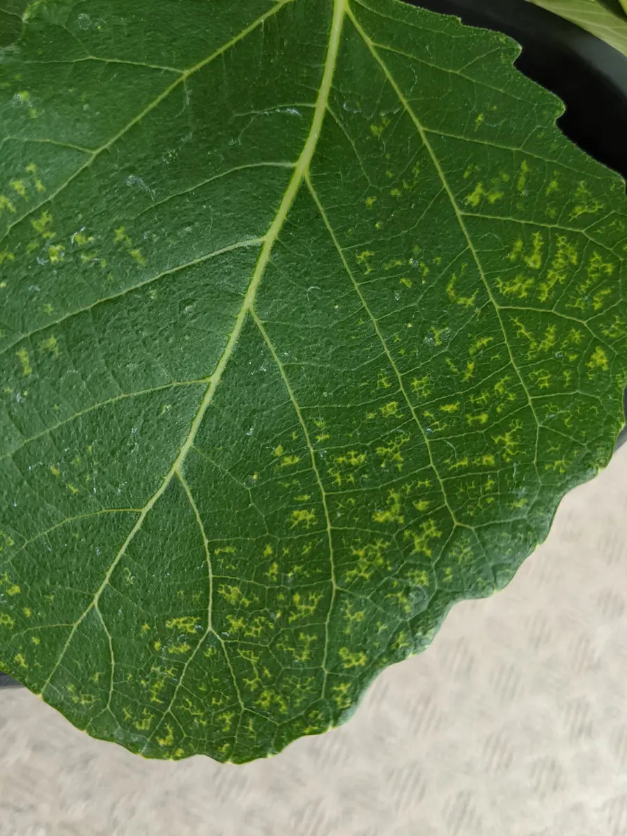 イチジク(ゼブラスイート)の葉が、この様な状態になっているの