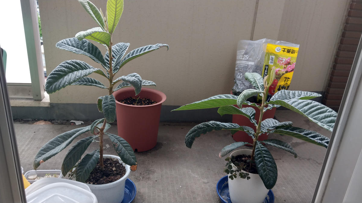 今の時期に枇杷の植え替えを行っても良いでしょうか？左の枇...｜園芸 