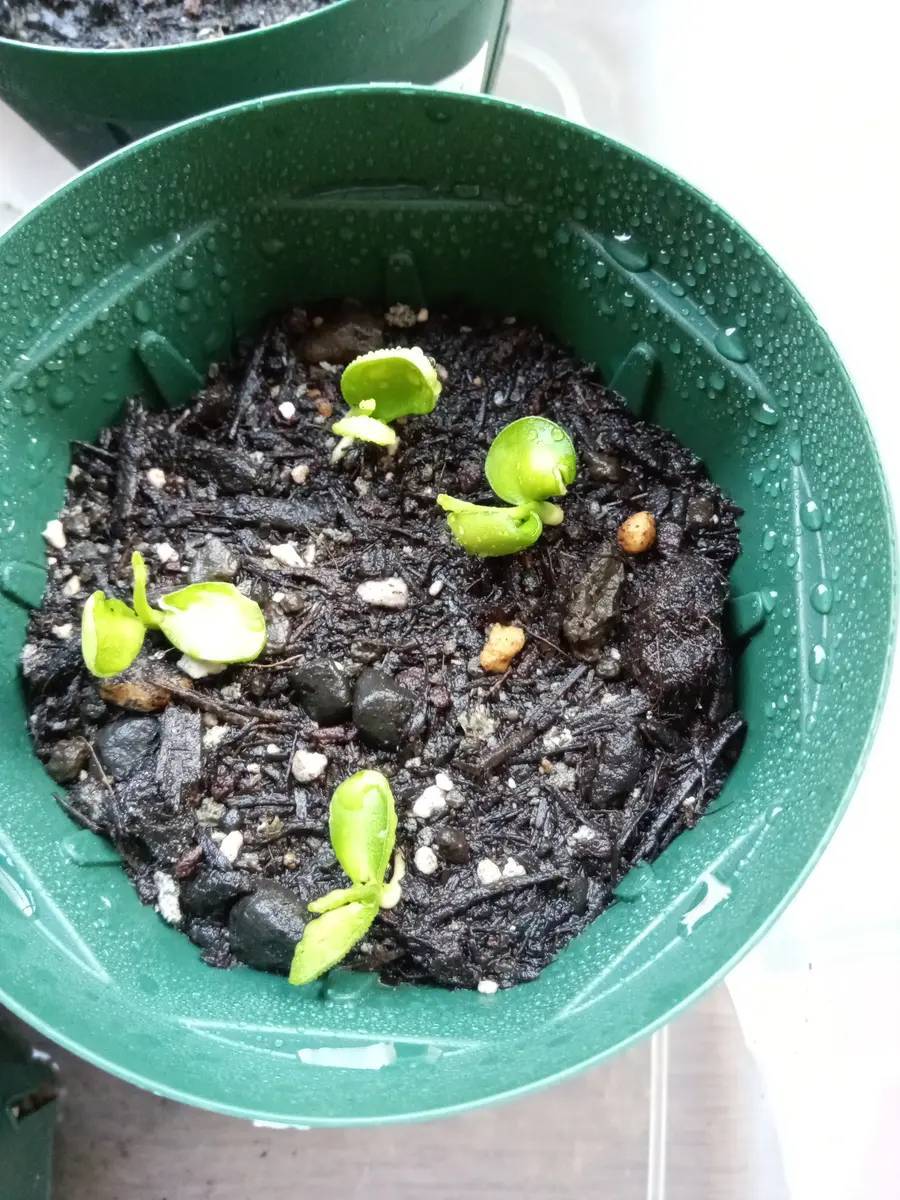 柑橘類の見分け方。食した後、「種の大きさが違うので判るだろ