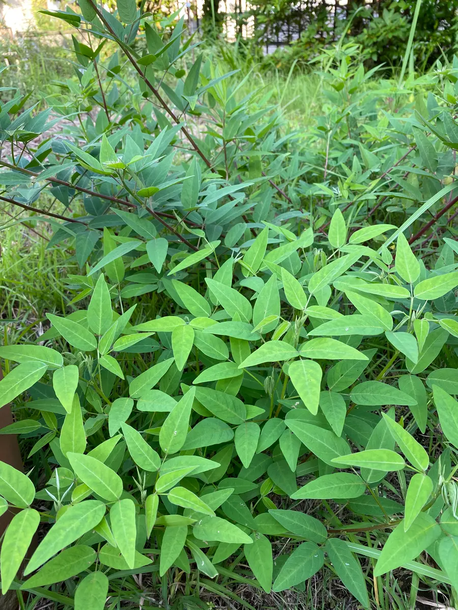 img_cache_q_1264_1_1592901765_