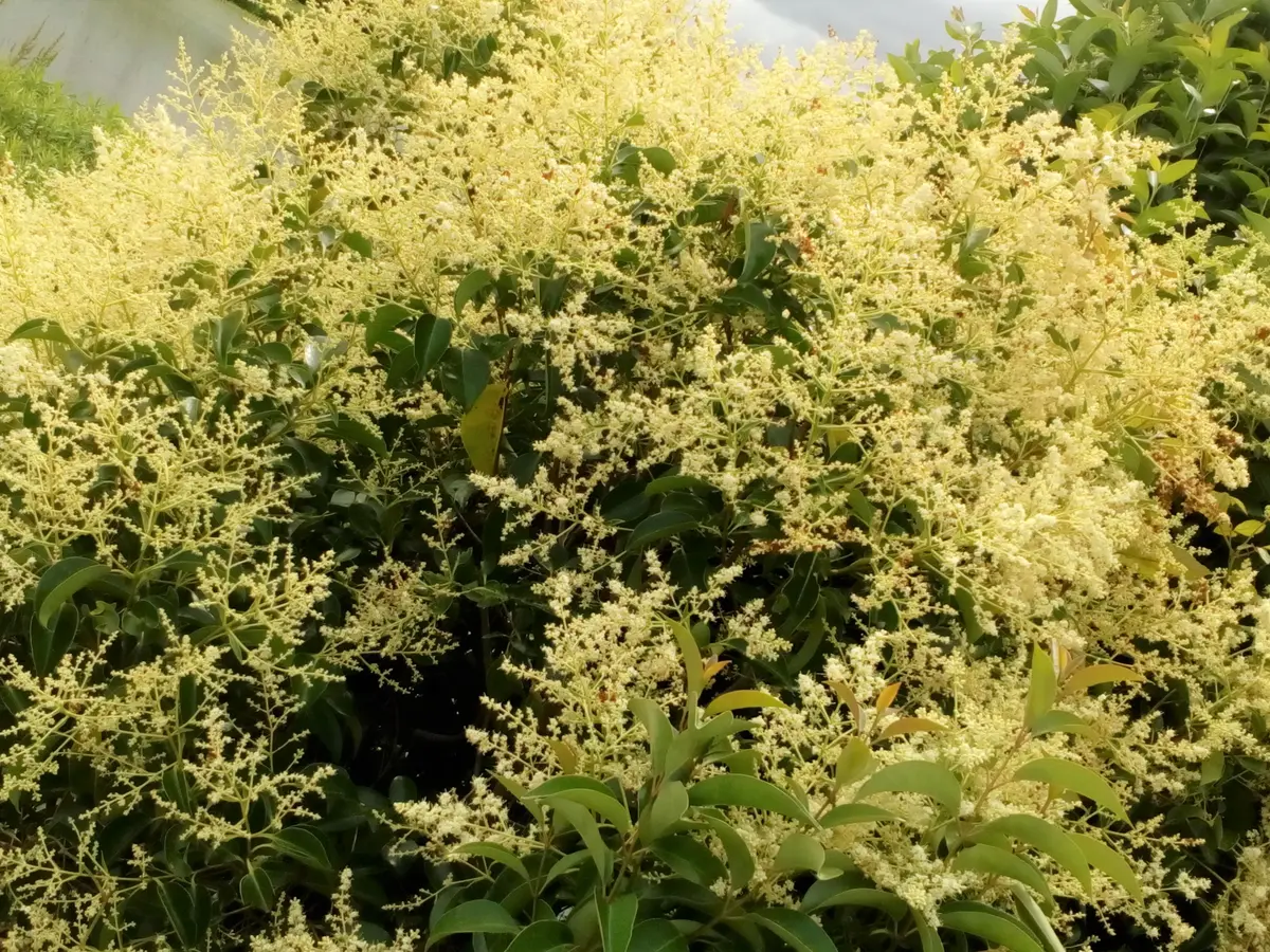 府道沿いに白い花を付けた樹木を見つけました。この樹木の名前