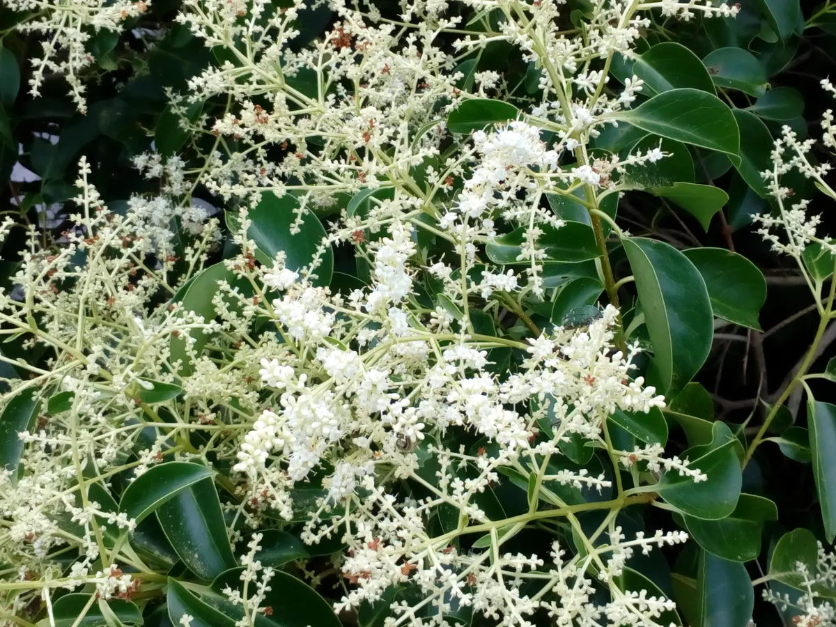 府道沿いに白い花を付けた樹木を見つけました。この樹木の名前