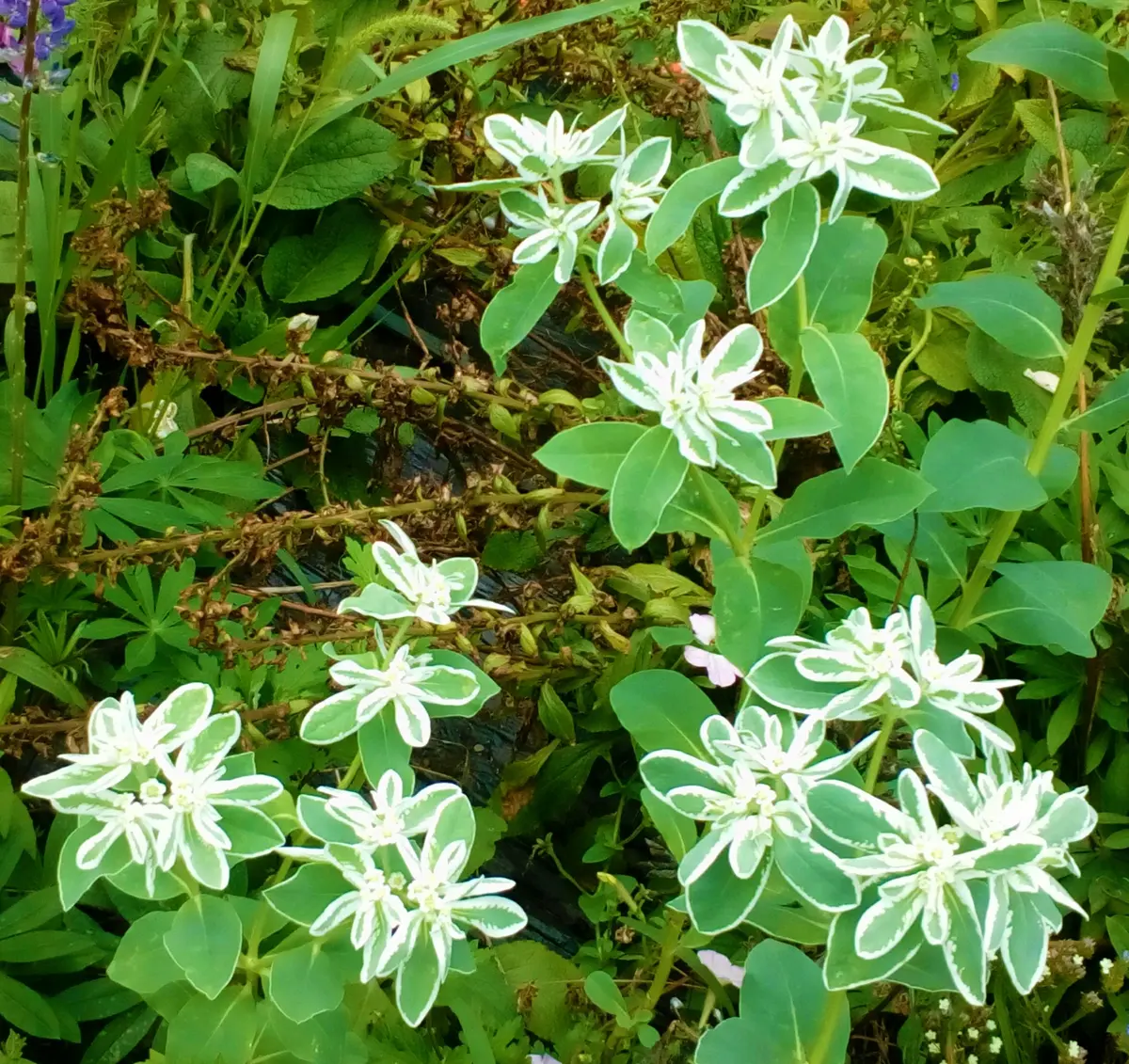 ソテツ　斑入り　白斑系　カキコ１株　葉3枚つき❗　① 府道沿いの畑に咲いていた白い斑が入った可愛らしい花を見つけ