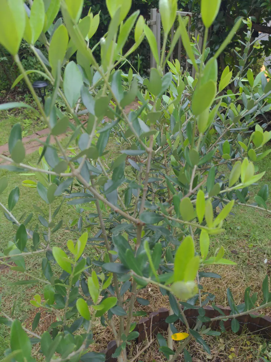 前の住人が植えていたオリーブについて教えてください。1二
