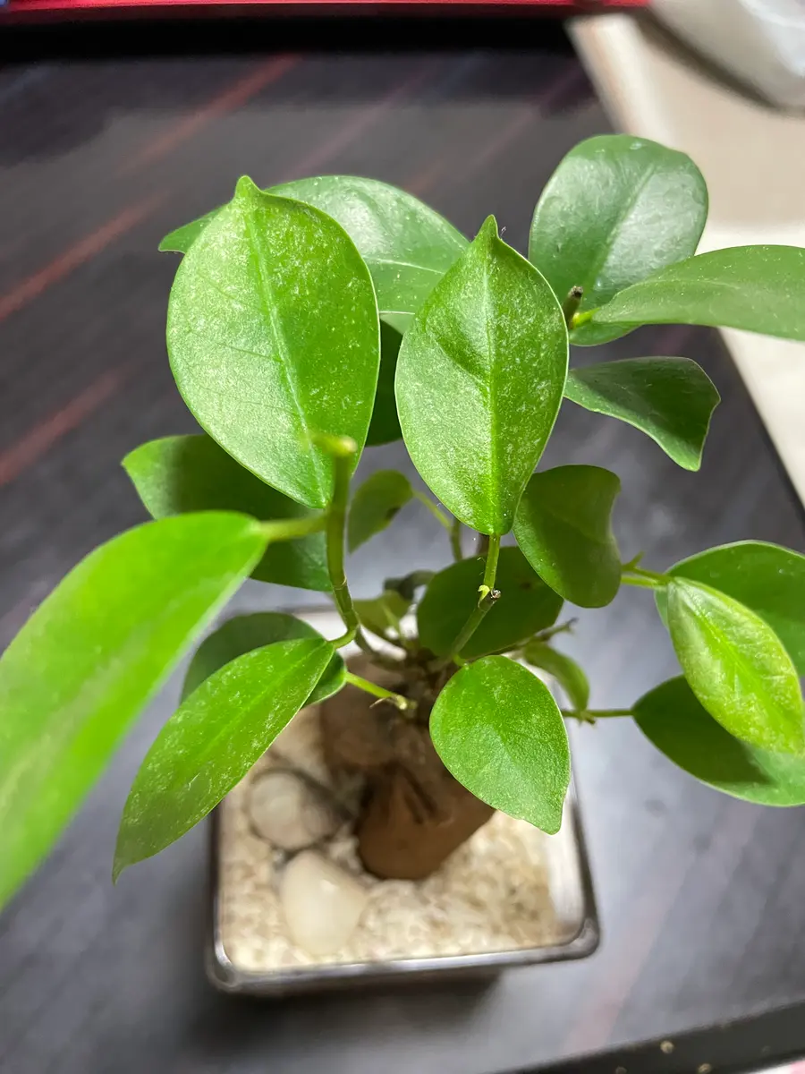 ガジュマルについて教えてください。緑色でツヤツヤしていたガ