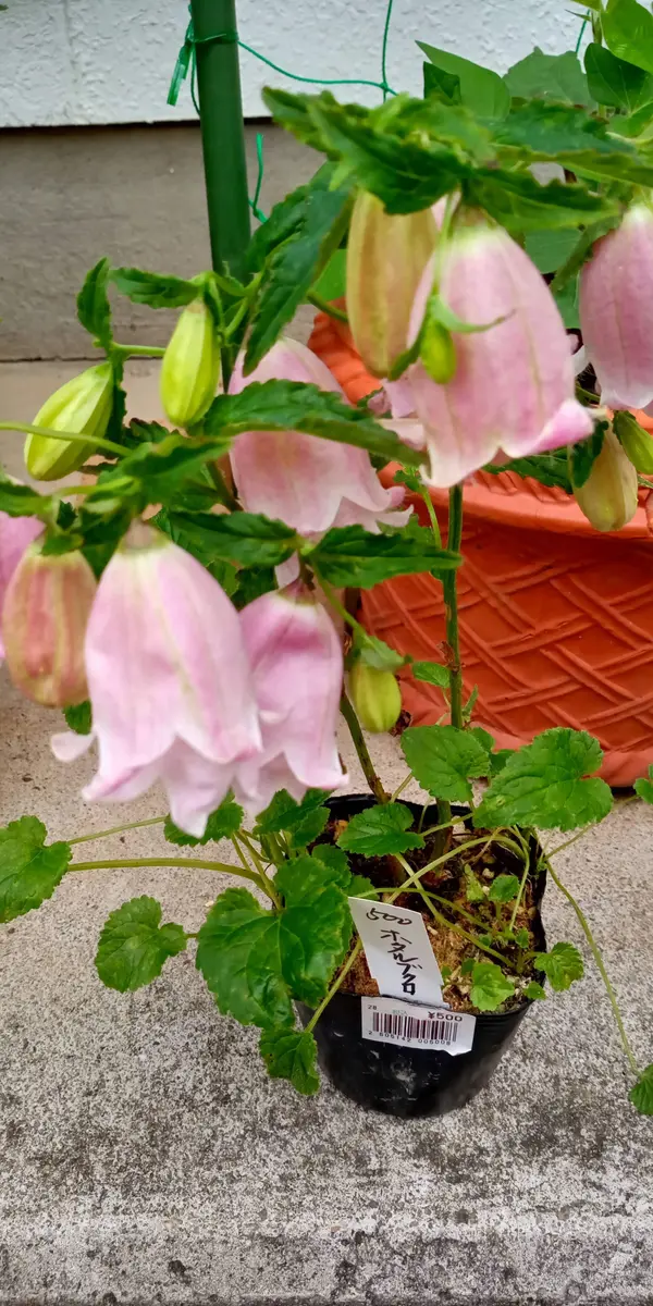 ホタルブクロの背丈について。画像のホタルブクロ(二重咲き・｜園芸