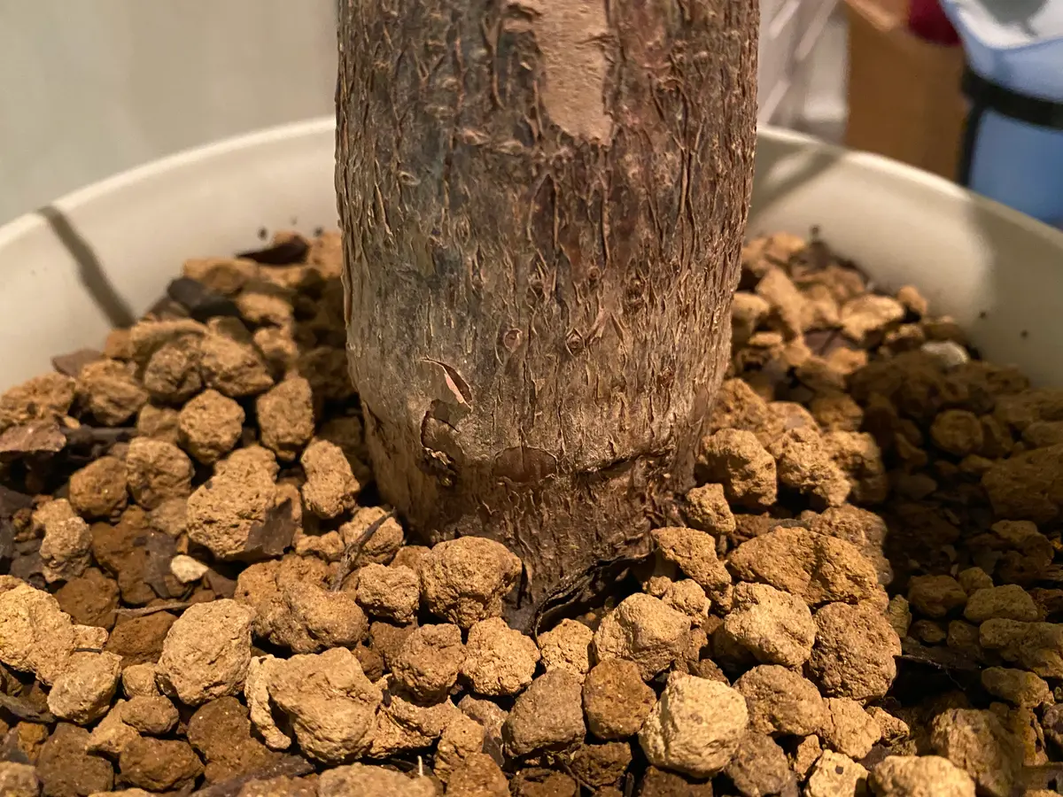 枯れ木 ついに街路樹も枯れ始め… 8月最後も39℃超え！ 雨を待つほか対策もなく